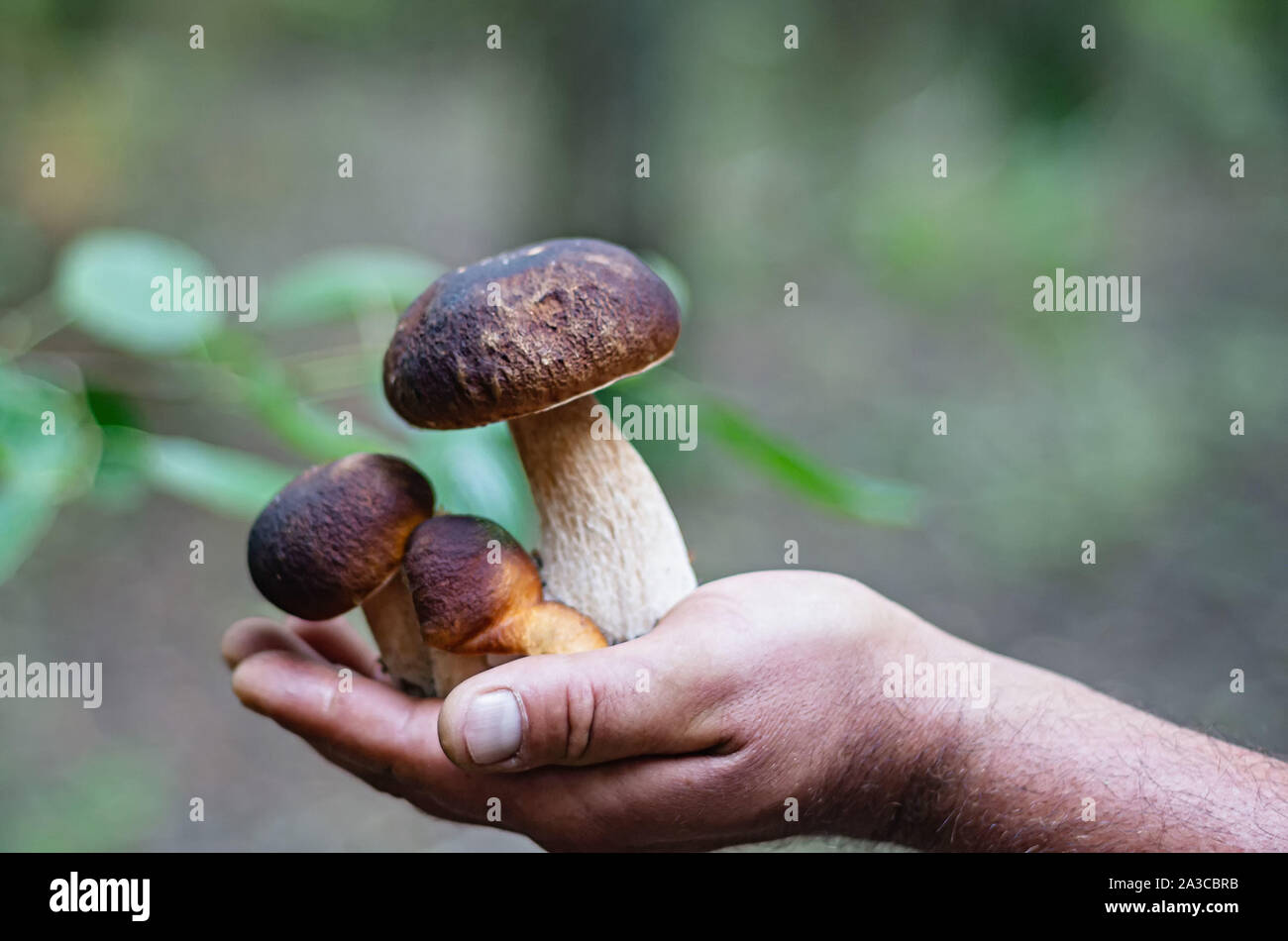 L'homme détient une part recueillis de champignons dans la forêt. Champignons porcini frais et savoureux. Concept alimentaire. L'espace pour le texte. Banque D'Images