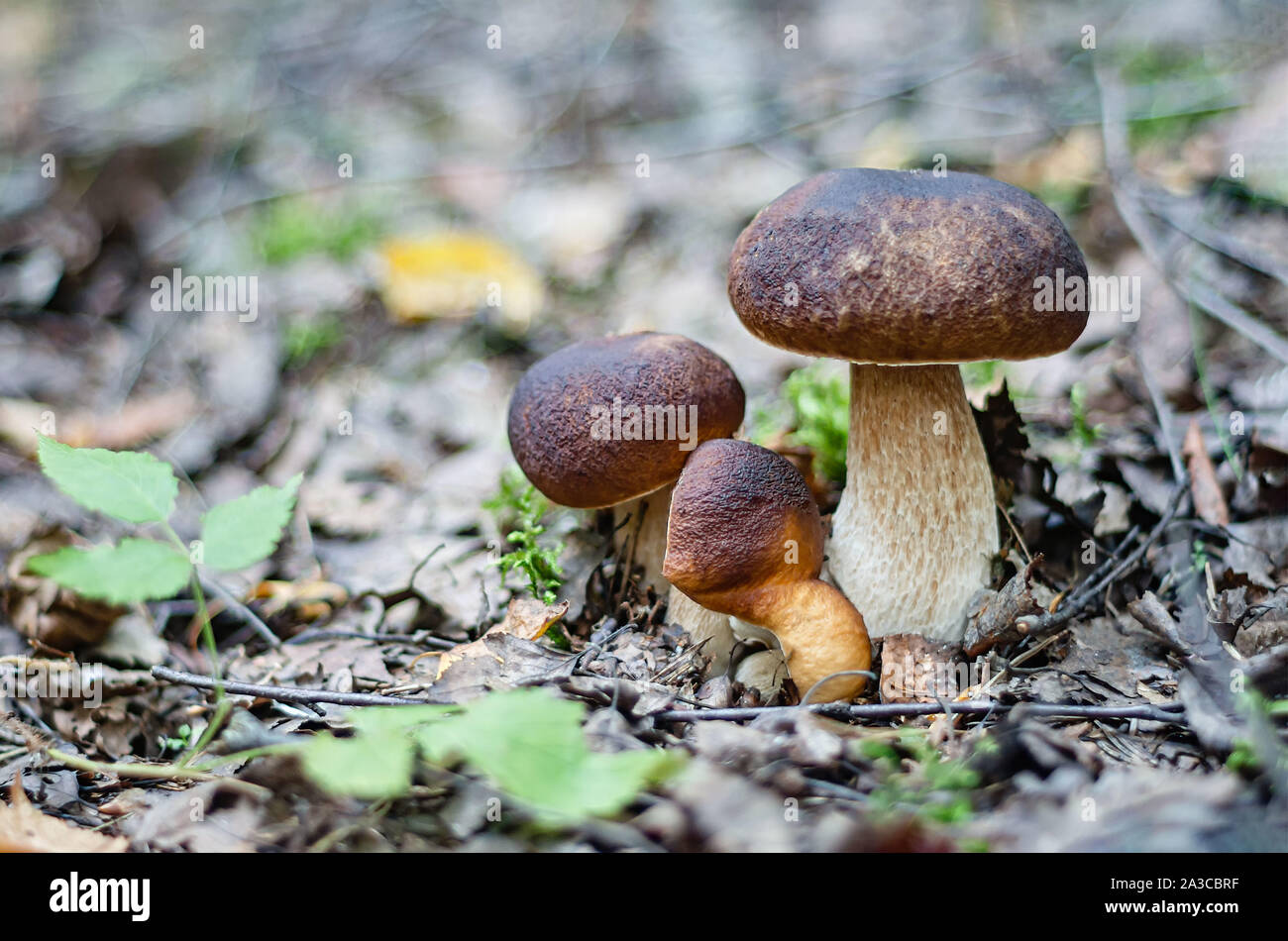Cèpes frais. Cueillette de champignons forestiers. Close up. Banque D'Images
