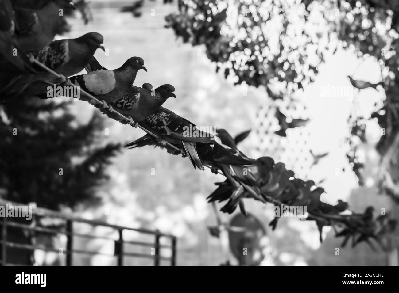 Oiseaux Pigeon se tenant ensemble avec des amis.Pigeons assis.pigeons isolés.Portrait d'oiseaux Banque D'Images Oiseaux Pigeon se tenant ensemble avec des amis.Pigeons assis.pigeons isolés.Portrait d'oiseaux Banque D'Images