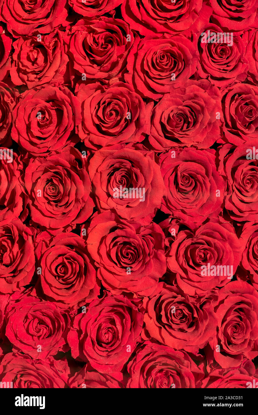 roses rouges Banque D'Images