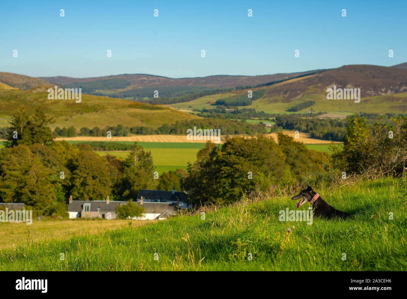 Chien reposant sur une colline herbeuse surplombant la belle nature en Ecosse Banque D'Images