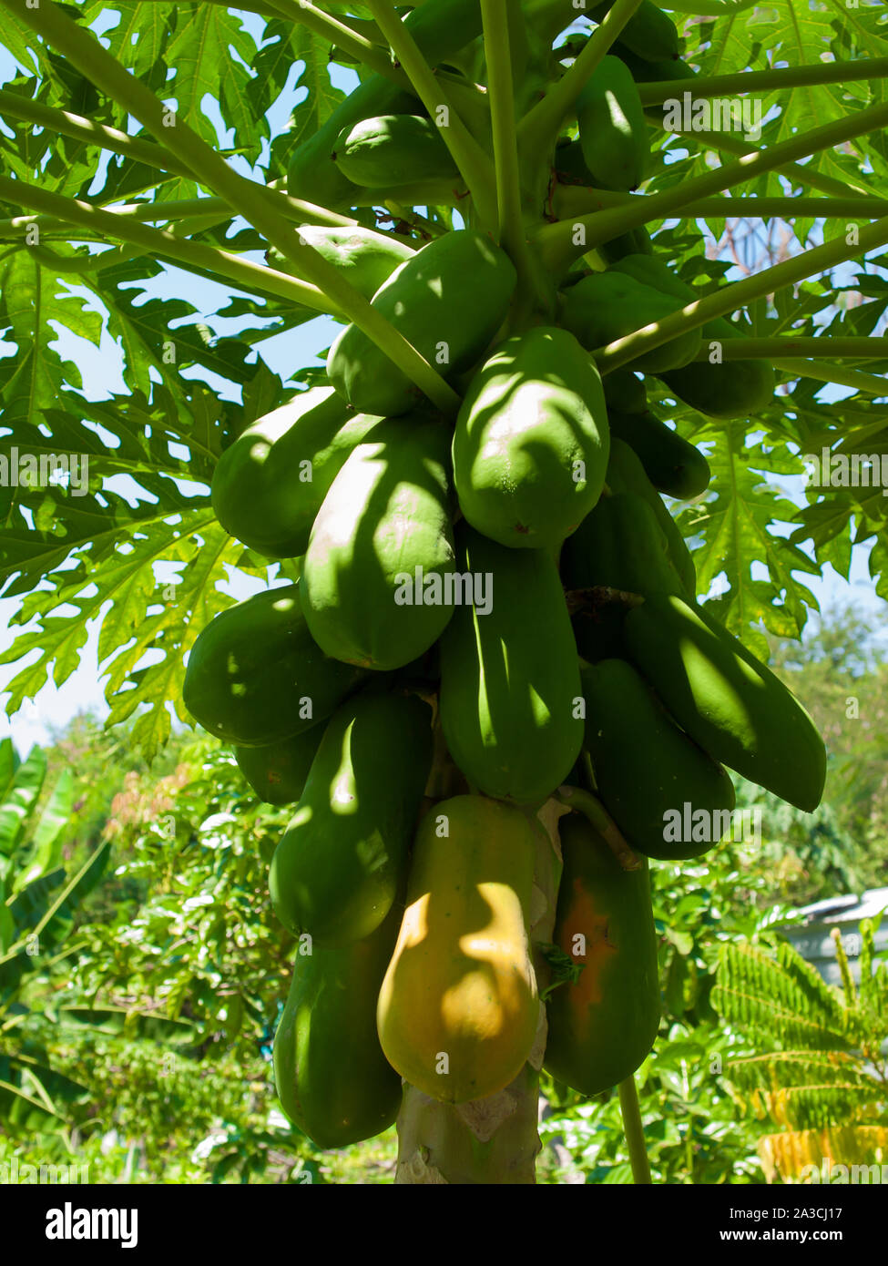 Arbre généalogique de papaye fraîche avec des tas de fruits Banque D'Images