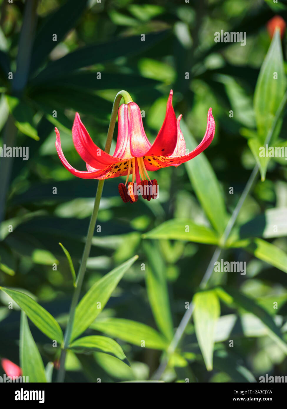 Lily Canada dans un jardin d'été, Lilium canadense, Brandywine Valley, comté de New Castle, Delaware, juin 2016. Banque D'Images