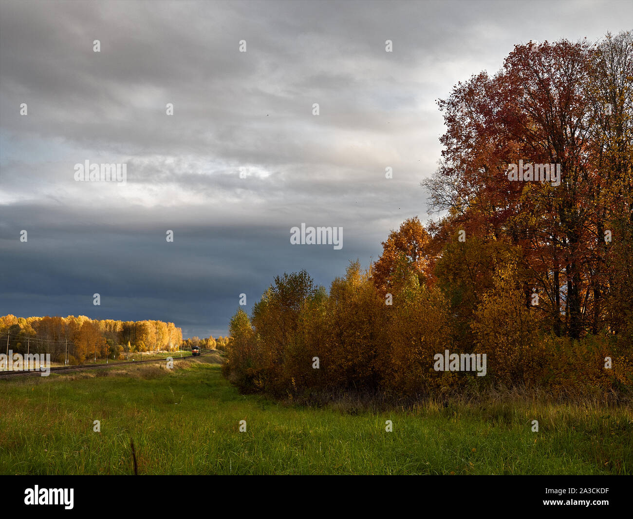 La périphérie d'une forêt jaunies contre le bleu de ciel d'automne. Banque D'Images