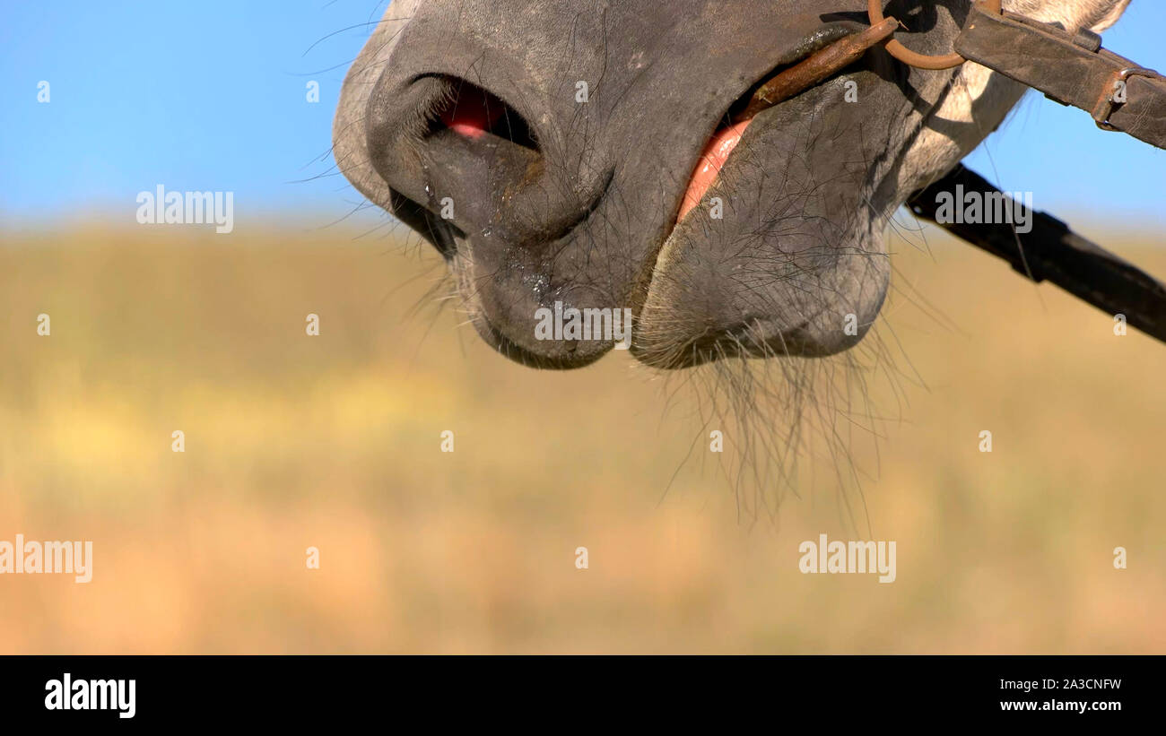 Snaffle Bit sur le cheval. Banque D'Images