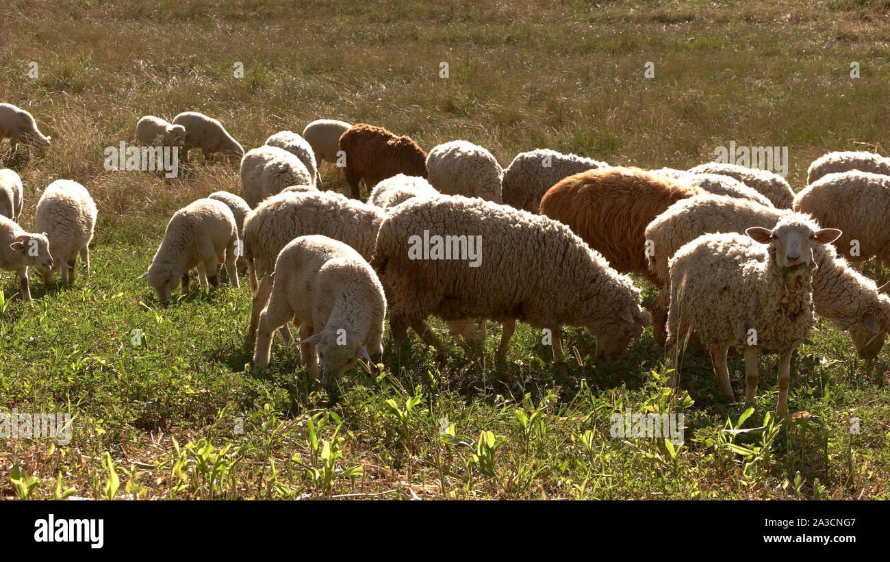 Troupeau de moutons est la marche. Banque D'Images
