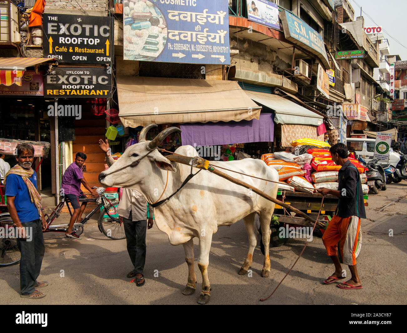 Scène de rue à Main Bazar Paharganj, chariot tiré par un taureau utilisé pour le transport de sacs de grain, New Delhi, Inde Banque D'Images