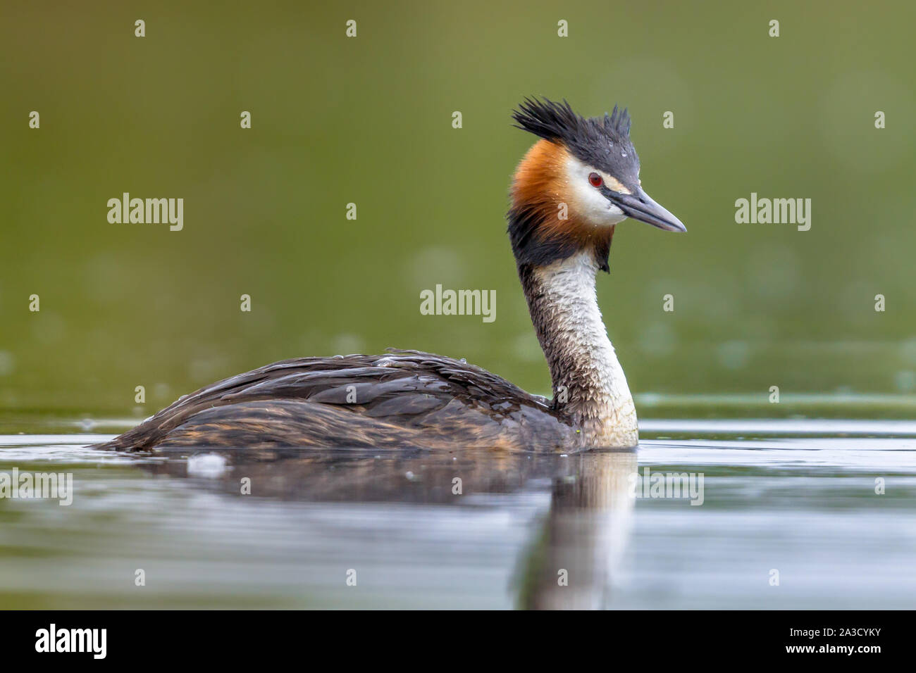 Grèbe huppé (Podiceps cristatus) oiseau de l'eau natation dans l'eau du lac et looking at camera Banque D'Images