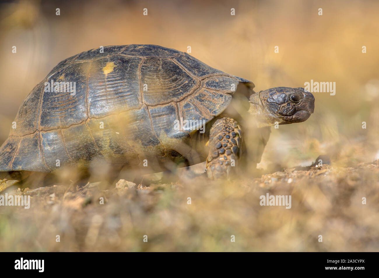 Marginated tortoise (Testudo marginata) sur peleponnese stérile vu la campagne à travers la végétation, Grèce Banque D'Images Marginated tortoise (Testudo marginata) sur peleponnese stérile vu la campagne à travers la végétation, Grèce Banque D'Images