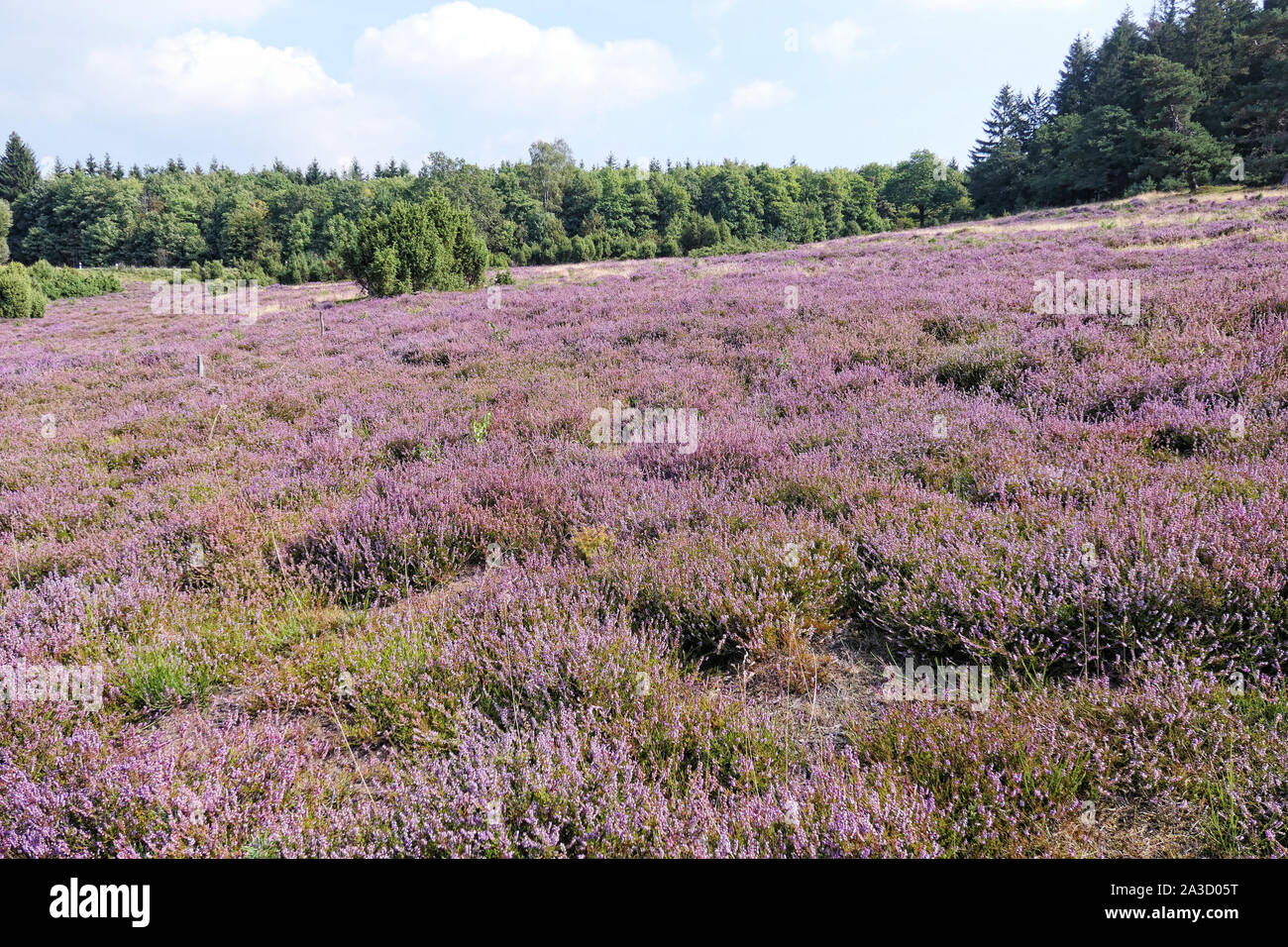 Paysage de bruyère en fleurs à la région de l'Eifel en Allemagne Banque D'Images
