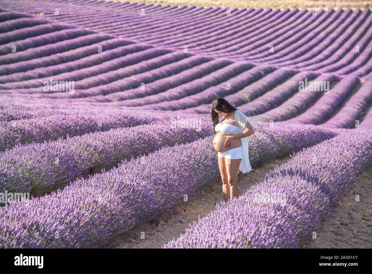 Femme enceinte dans les champs de lavande Photo Stock - Alamy