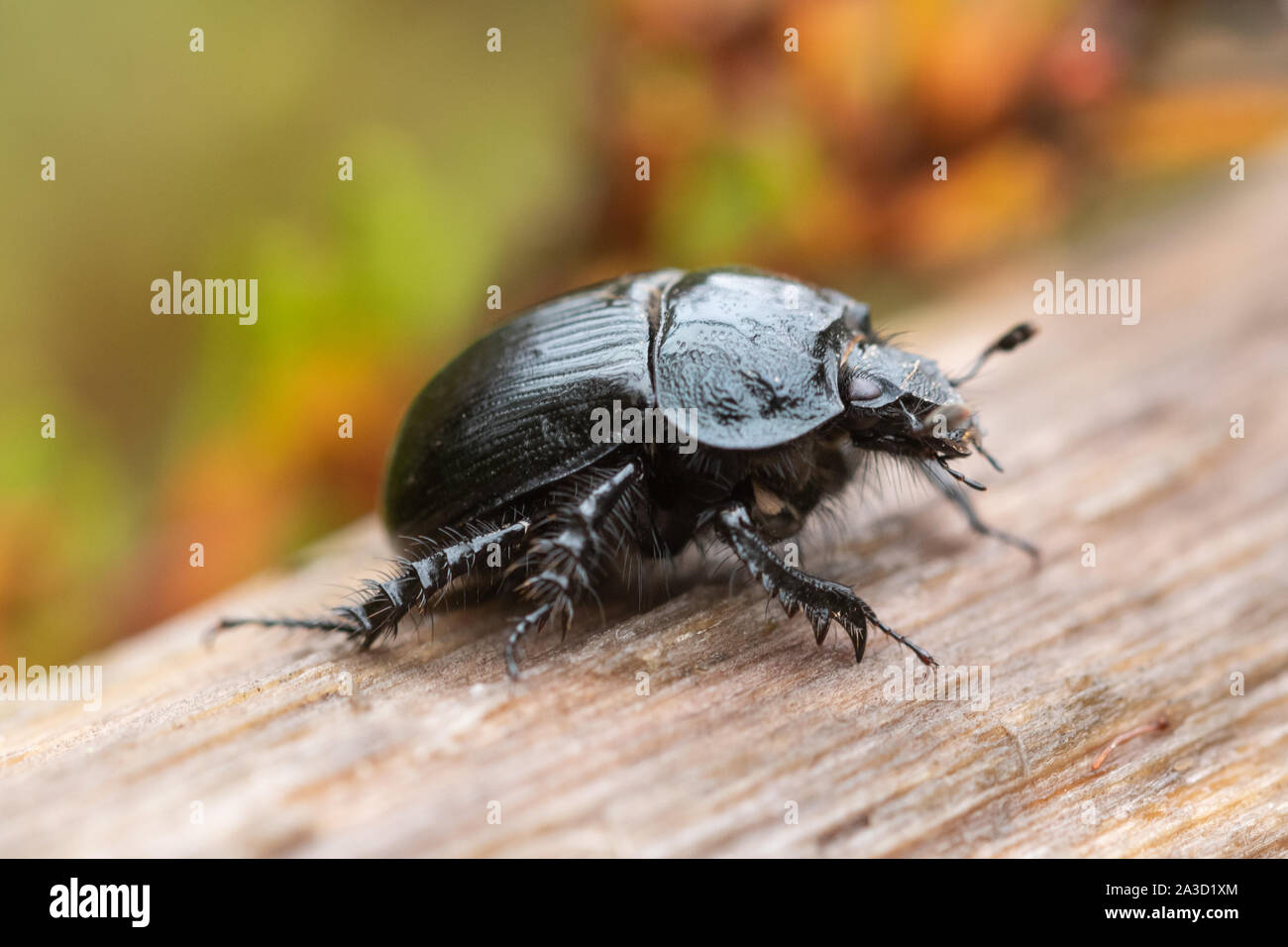 Close-up of a black beetle sur la lande, UK Banque D'Images