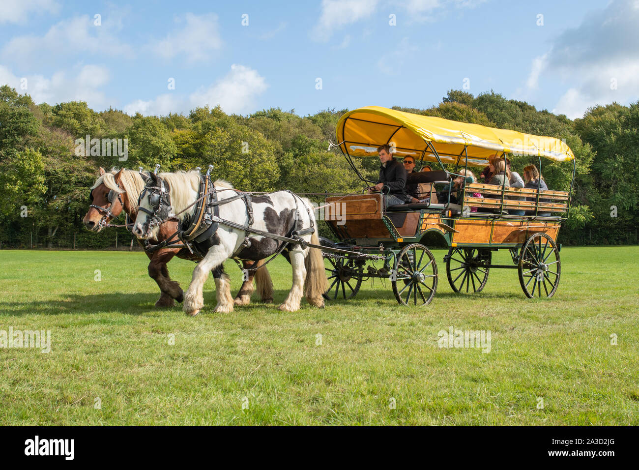 Promenades à cheval et en chariot à la foire du bois de Surrey Hills, Royaume-Uni. Carthorses tirant un wagon couvert. Banque D'Images