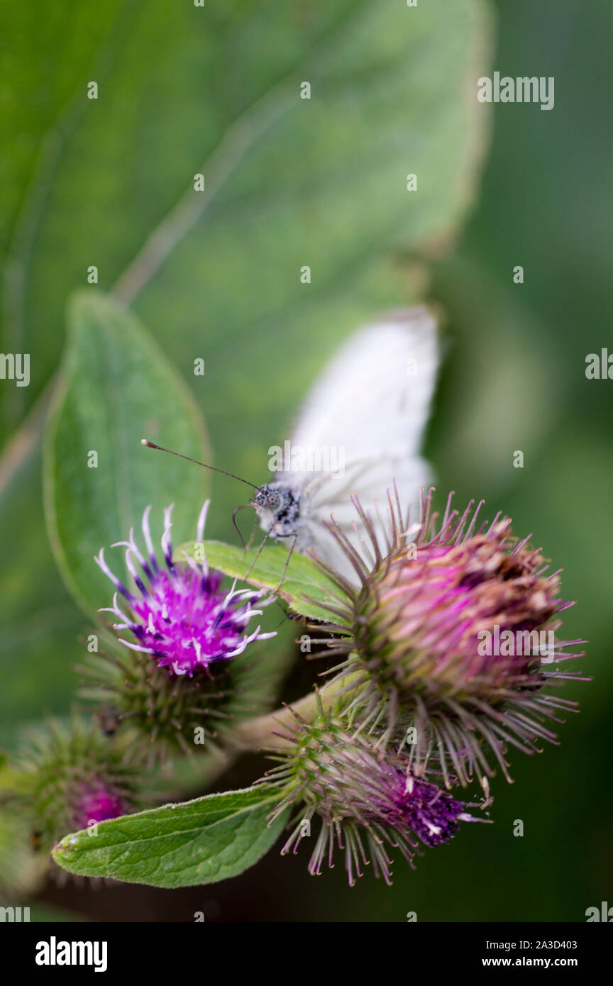 Grand papillon blanc (Pieris brassicae) sur la centaurée commune Banque D'Images
