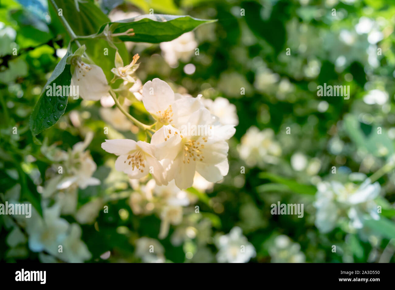 De la Direction générale de jasmin jardin d'été au soleil close up Banque D'Images