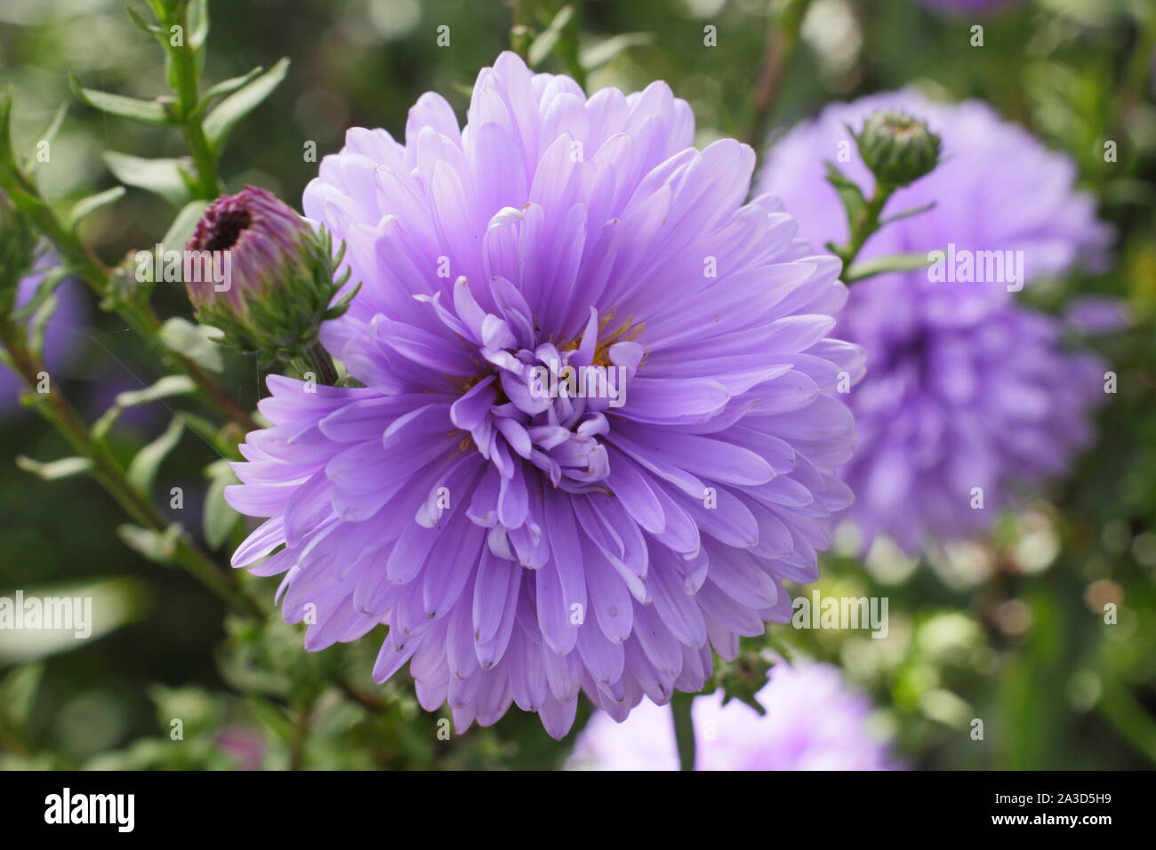 Affichage double Aster bleu lilas fleurit à la fin de l'été - septembre. UK Banque D'Images