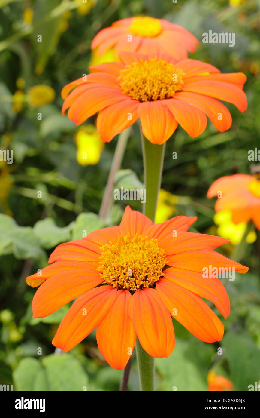 Tithonia rotundifolia 'Torch' floraison dans un jardin à la fin de l'été - septembre. UK Banque D'Images