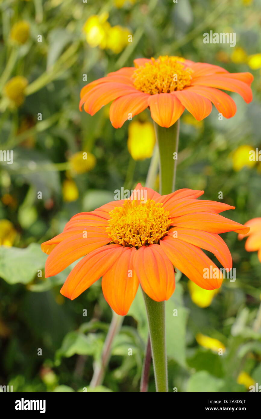 Tithonia rotundifolia 'Torch' floraison dans un jardin à la fin de l'été - septembre. UK Banque D'Images