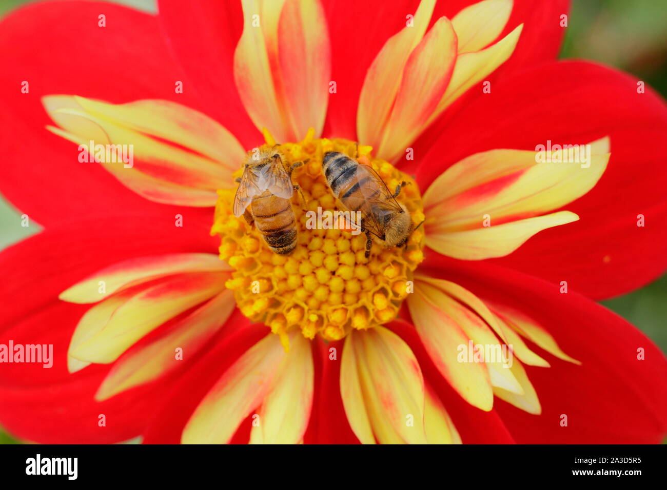 Apis mellifera sur dahlia 'Ann Breckenfelder'. Trois abeilles du miel sur un dahlia de fourrage à la fin de l'été. UK Banque D'Images