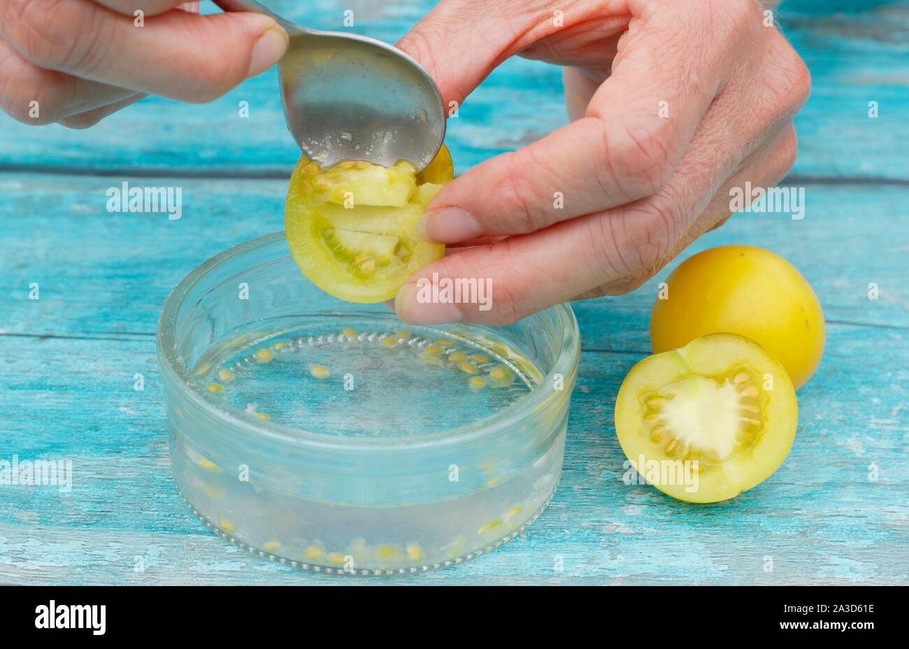 Solanum lycopersicum. Golden sunrise des graines de tomate sont creusées dans l'eau pour déposer leurs revêtements avant séchage, tamisage et de sauver les graines. UK Banque D'Images