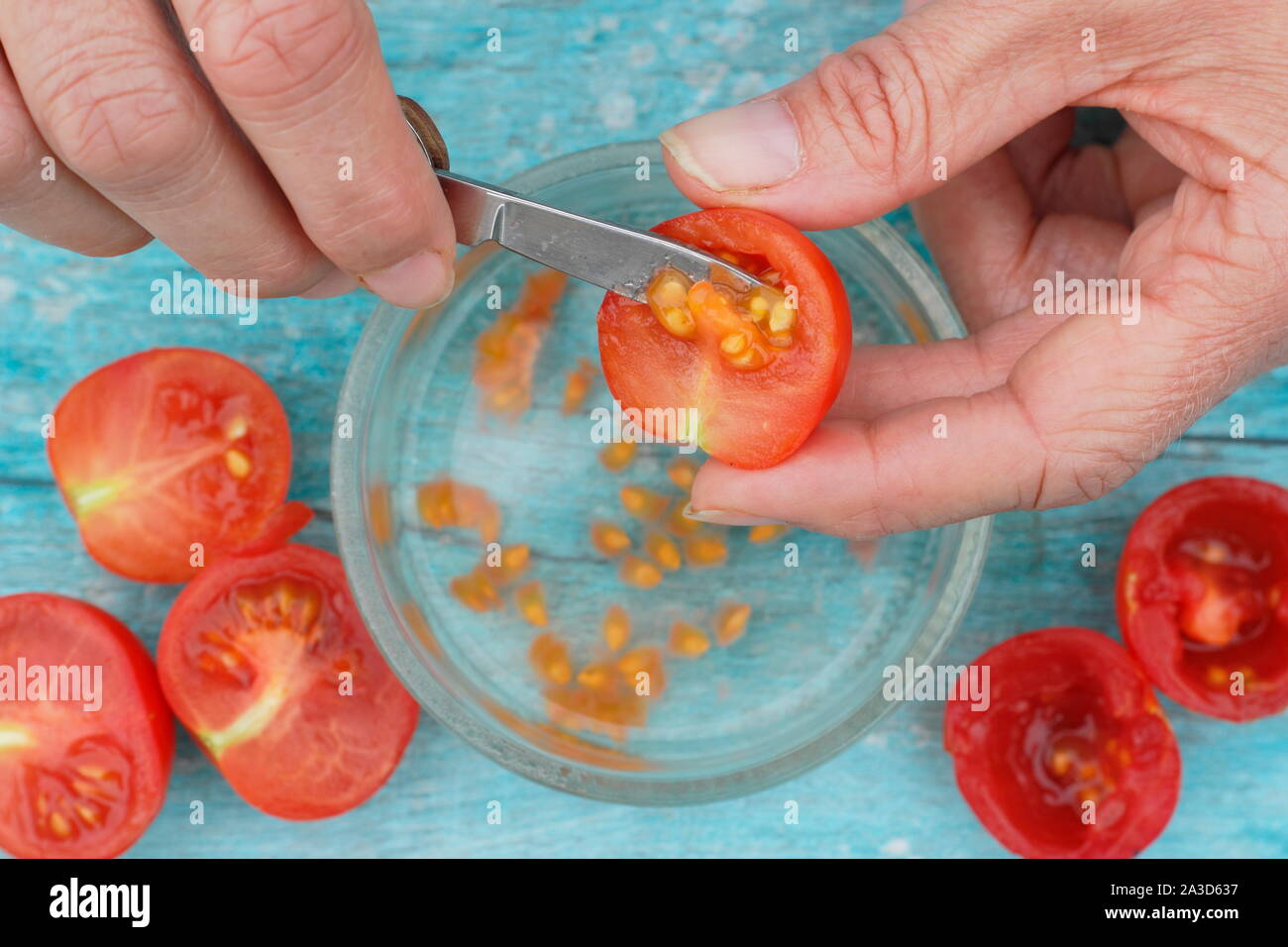 Solanum lycopersicum. Des graines de tomate sont creusées dans l'eau pour déposer leurs revêtements avant séchage, tamisage et de sauver les graines. UK Banque D'Images