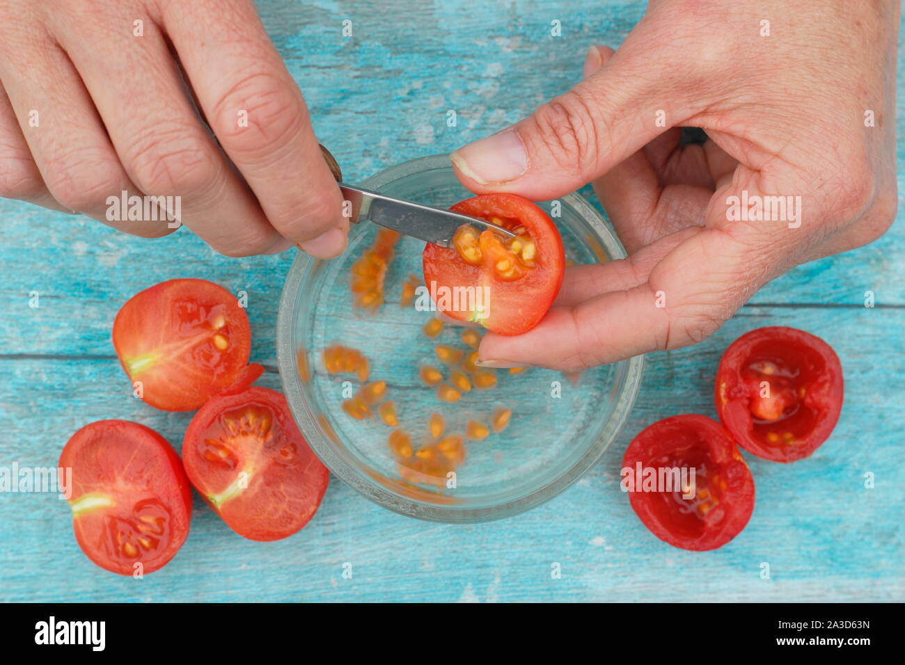 Solanum lycopersicum. Des graines de tomate sont creusées dans l'eau pour déposer leurs revêtements avant séchage, tamisage et de sauver les graines. UK Banque D'Images