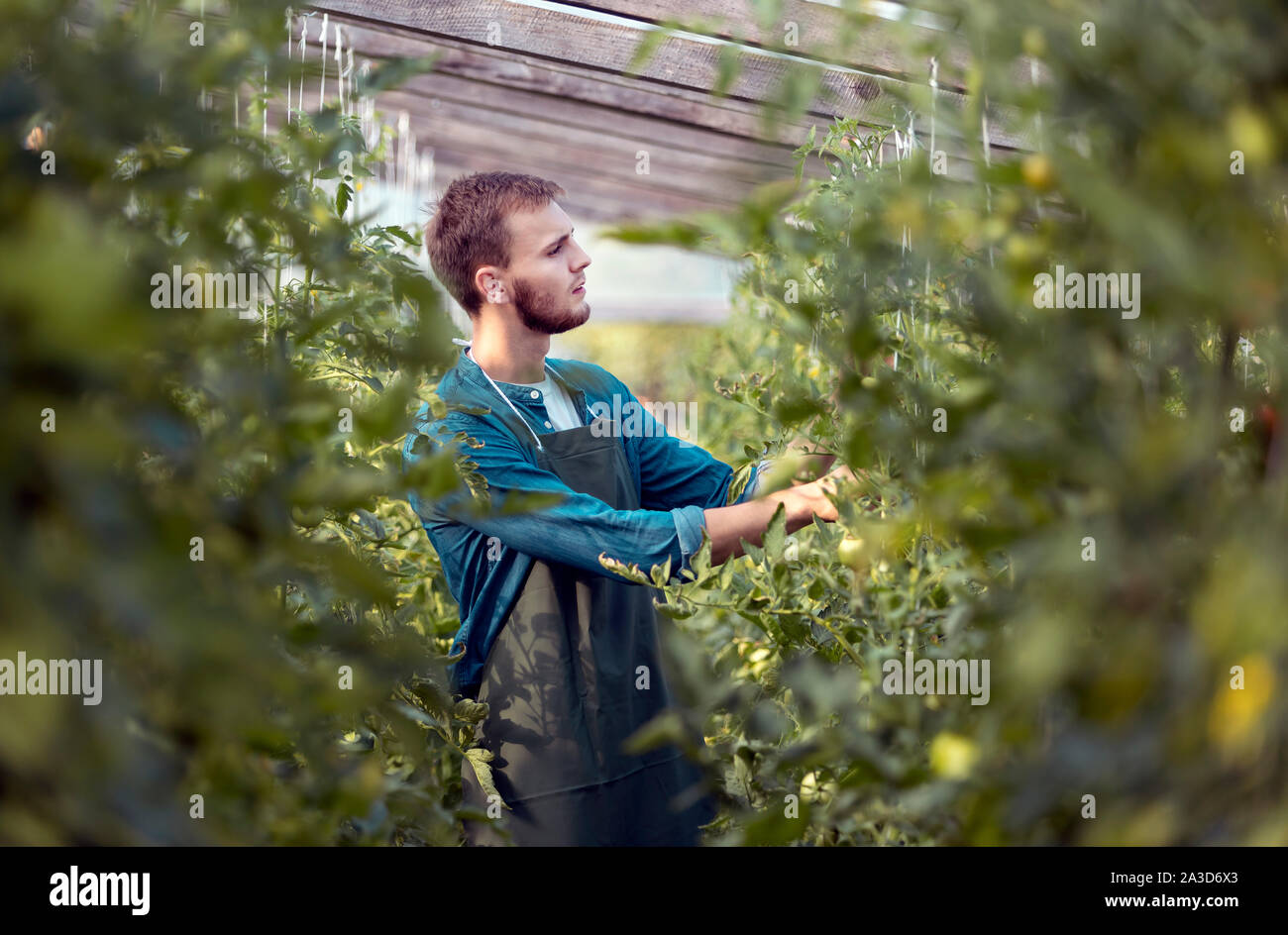 Jeune agriculteur concentré de tomate à l'inspection des semis dans une serre Banque D'Images