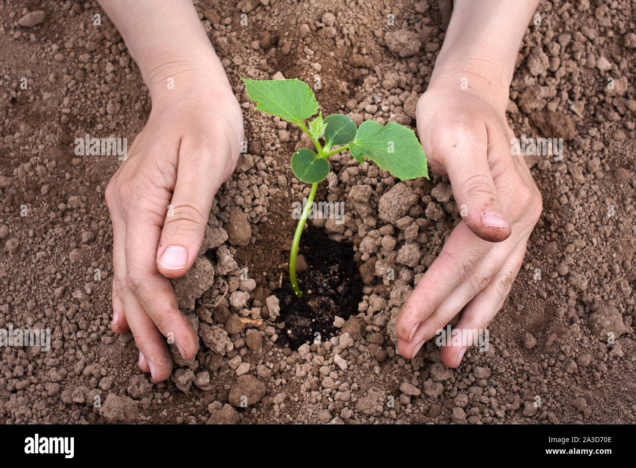 Mains de femme de semis plantation concombre, closeup Banque D'Images