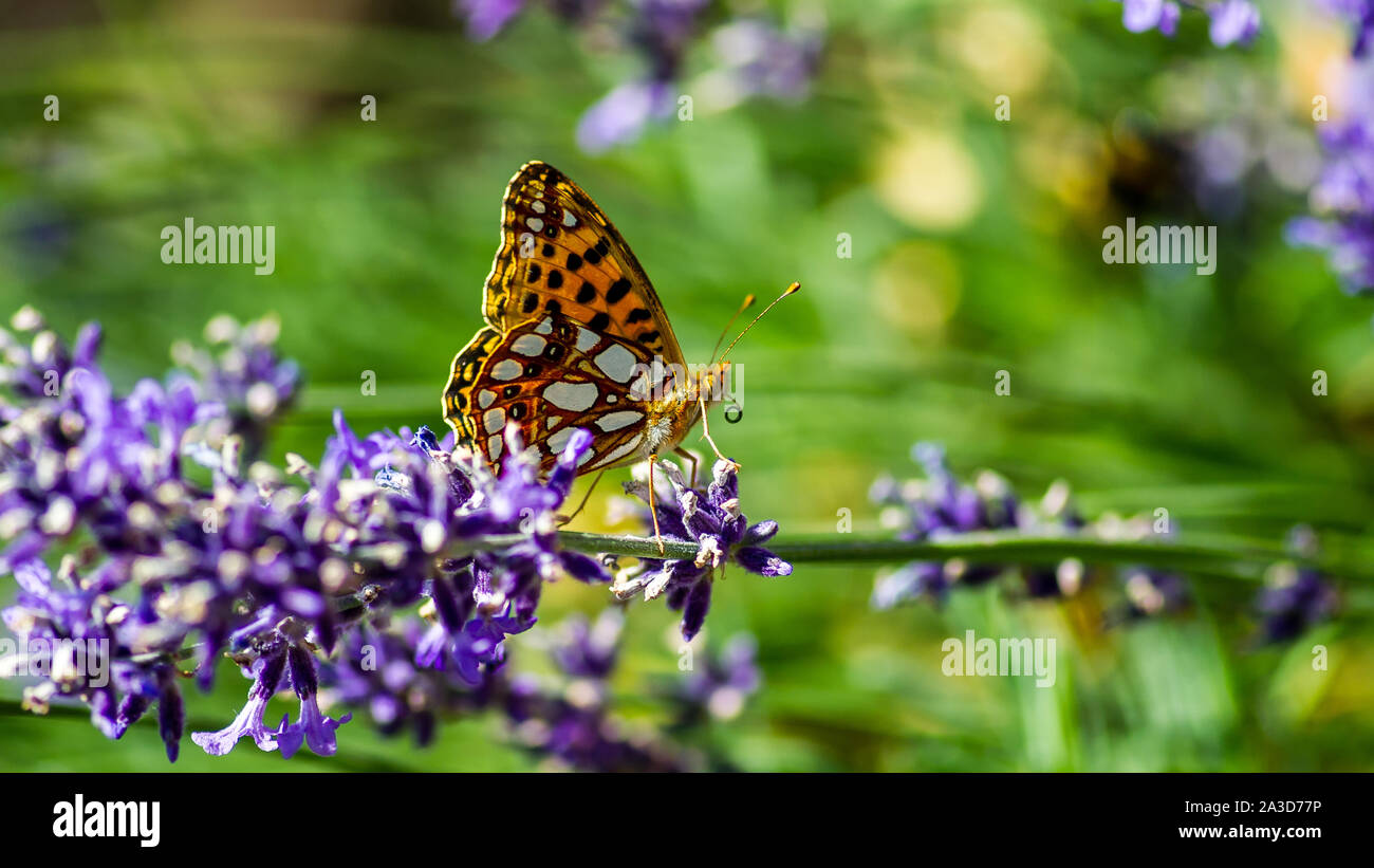 Un papillon de la famille des riodinidae et du nom de la Reine d'Espagne fritillary ou Fritillary butterfly, (Issoria lathonia), la suçant avec nectar le proboscis f Banque D'Images