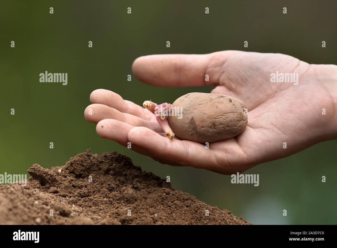 Part des tubercules de pommes de terre de plantation dans le potager Banque D'Images