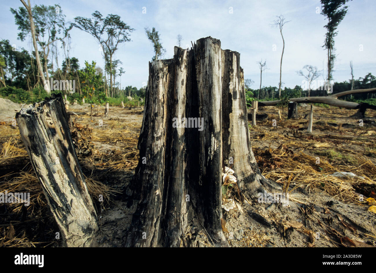 Cambodge, région du Mékong, Stung Treng, l'exploitation forestière de forêt tropicale, effacée et forêts brûlées Banque D'Images