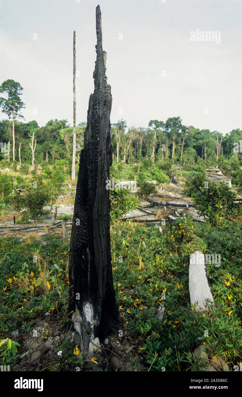 Cambodge, région du Mékong, Stung Treng, l'exploitation forestière de forêt tropicale, effacée et forêts brûlées Banque D'Images