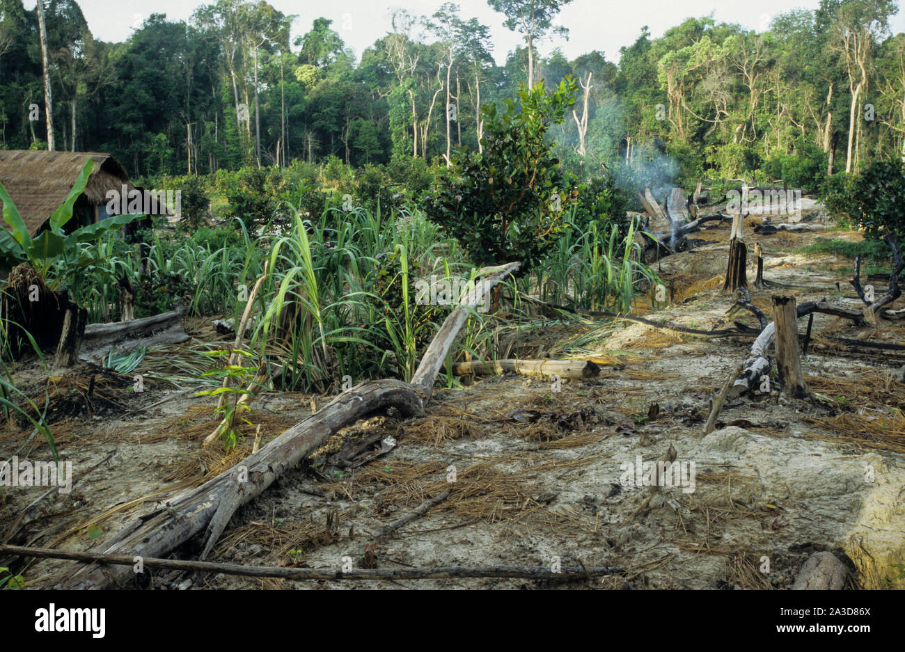Cambodge, région du Mékong, Stung Treng, l'exploitation forestière de forêt tropicale, effacée et forêts brûlées, les pauvres s'installer sur les parcelles déboisées et lancer dans l'élevage, la terre appartient souvent à des généraux d'armée Banque D'Images
