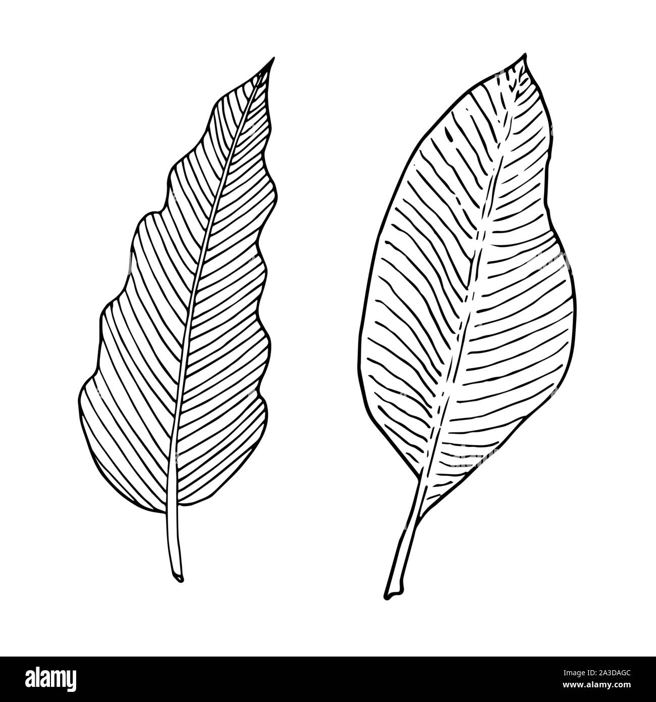 Ensemble de bananier et philodendron leaf. Doodle Monochrome Sketch, dessin à la main. Contour noir sur fond blanc. Vector illustration Illustration de Vecteur