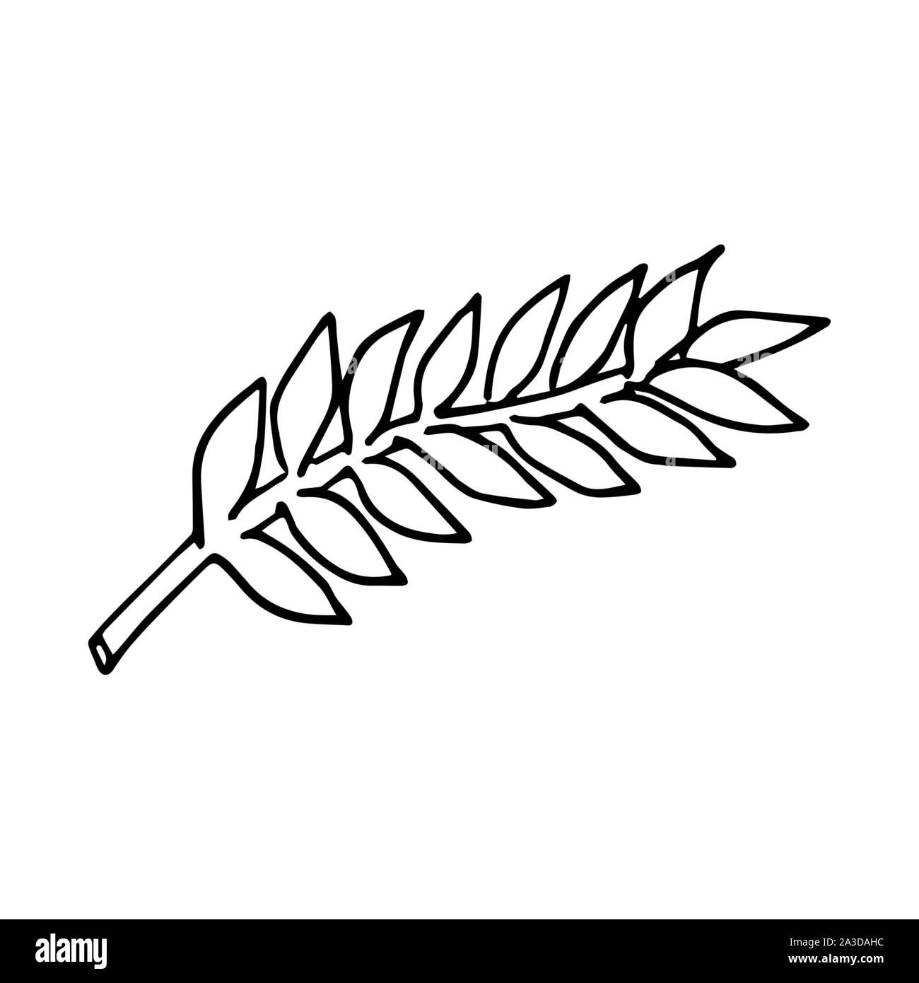 Plante Zamioculca feuille. Art en ligne doodle croquis. Contour noir sur fond blanc. Photo peut être utilisé dans les cartes de vœux, affiches, flyers, bannières, logo, conception botanique etc. Vector illustration. EPS10 Illustration de Vecteur