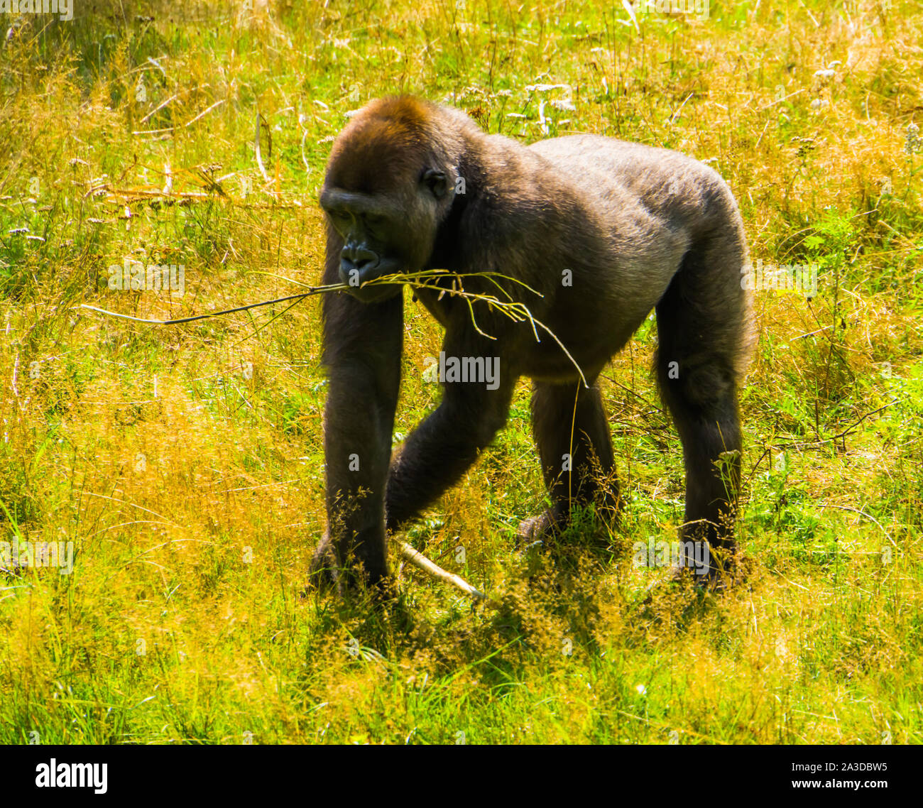 Portrait d'un gorille de plaine de l'ouest de marcher dans l'herbe, gravement menacée d'espèce animale d'Afrique Banque D'Images