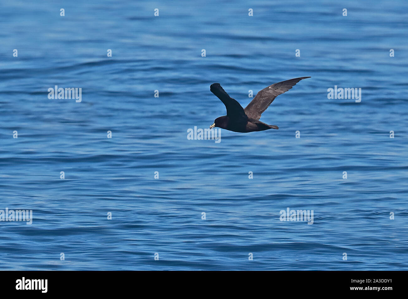 Puffin à menton blanc (Procellaria aequinoctialis) adulte en vol Valparaiso, Chili Janvier Banque D'Images