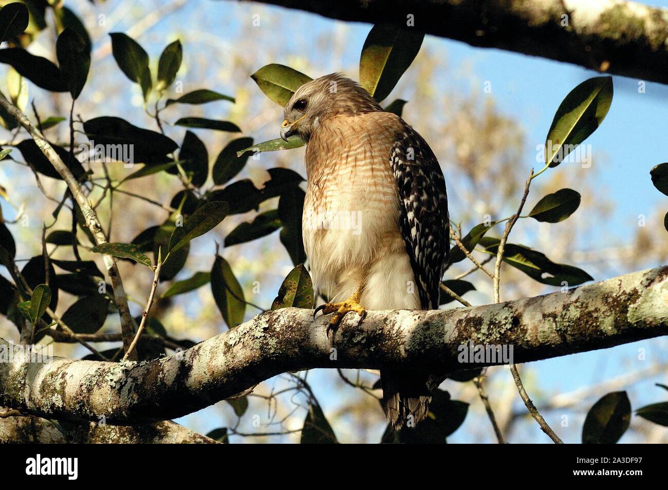 La Buse à épaulettes Buteo lineatus Banque D'Images