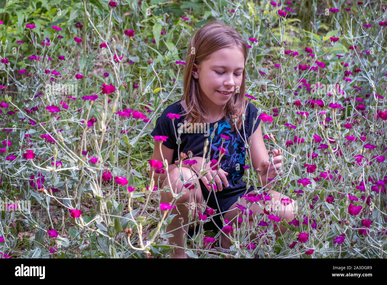 Une jeune fille est assise dans un champ de fleurs sauvages, magenta colorés au Michigan USA Banque D'Images