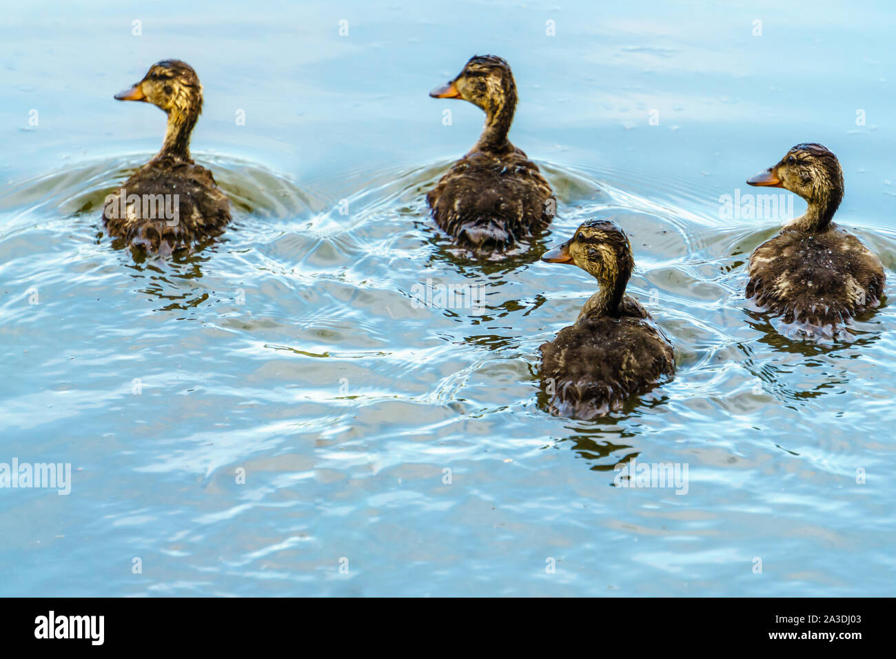 Quatre jeunes canards dans l'eau. Banque D'Images