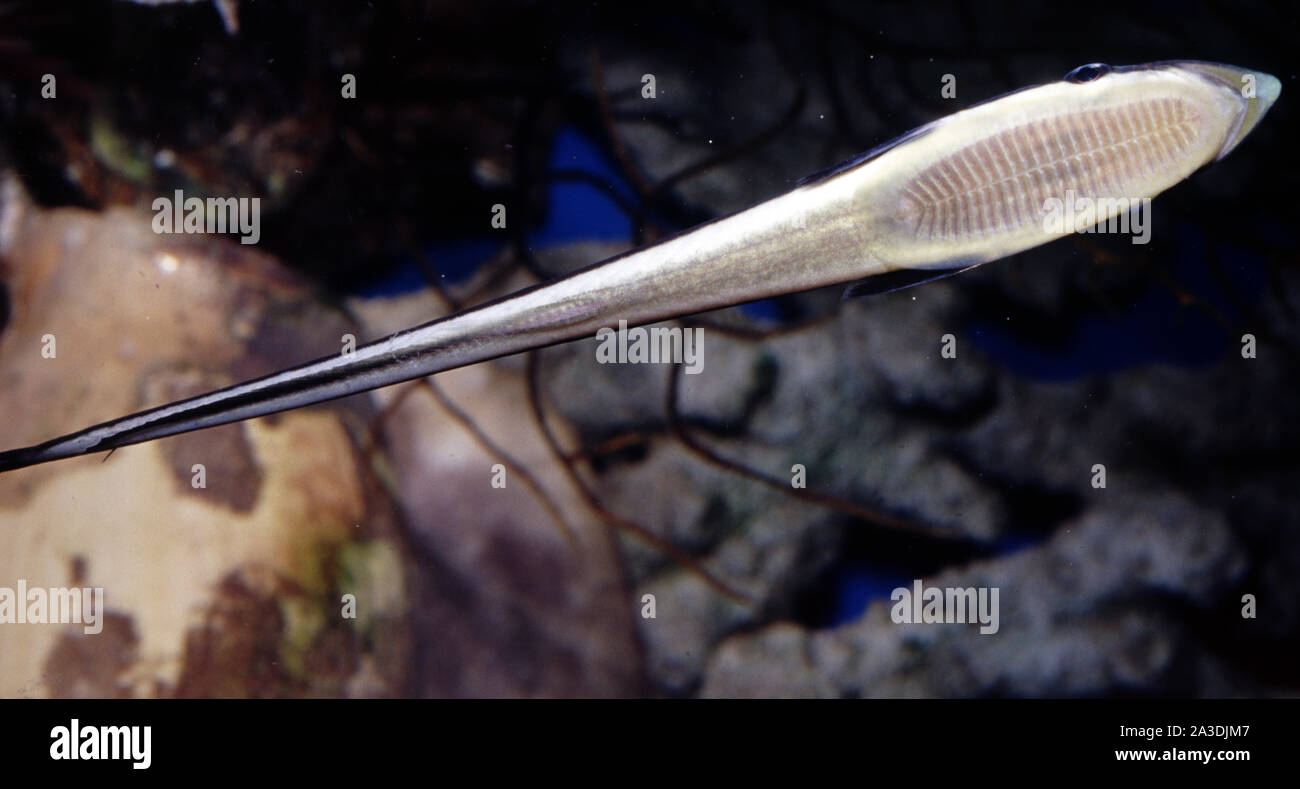 Remora ou Sharksucker, Echeneis naucrates Banque D'Images