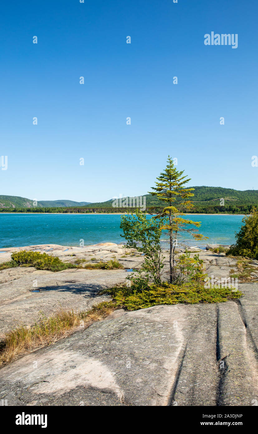 Arbre et les stries glaciaires sur les rochers du lac Supérieur au parc provincial Neys, Ontario, Canada Banque D'Images