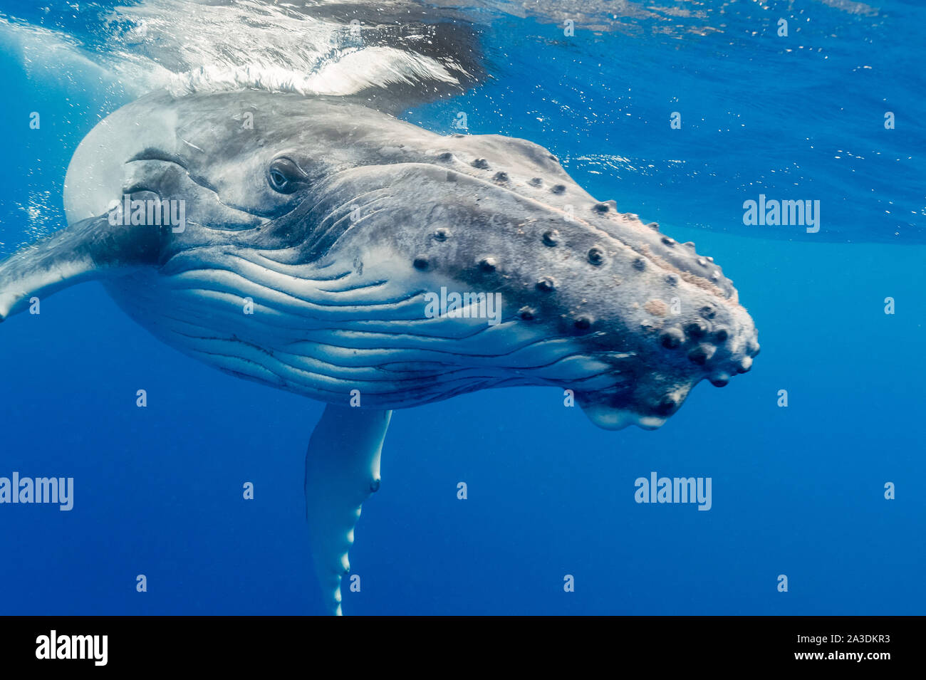 Rorqual à bosse, Megaptera novaeangliae, veaux, Royaume de Tonga, l'océan Pacifique Sud Banque D'Images