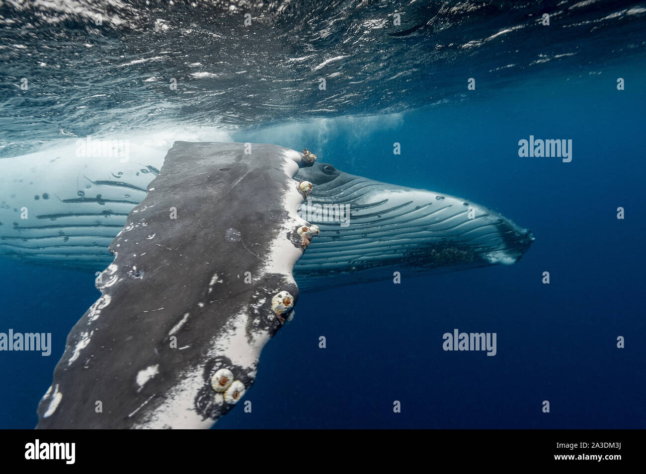 Rorqual à bosse, Megaptera novaeangliae, Royaume de Tonga, l'océan Pacifique Sud Banque D'Images