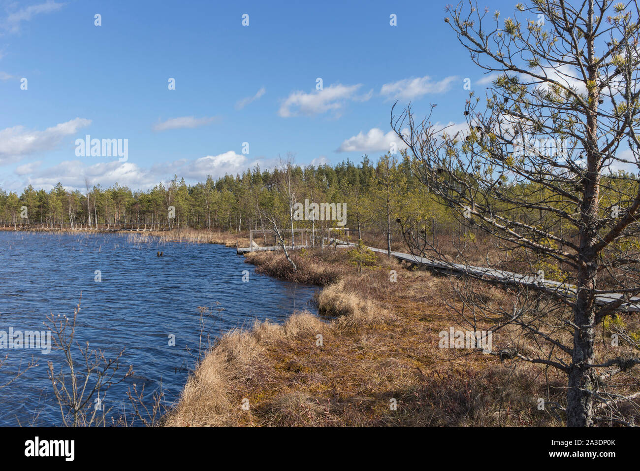 Planche de bois marais sentier, marchant à travers le jour à la fin de l'automne Banque D'Images