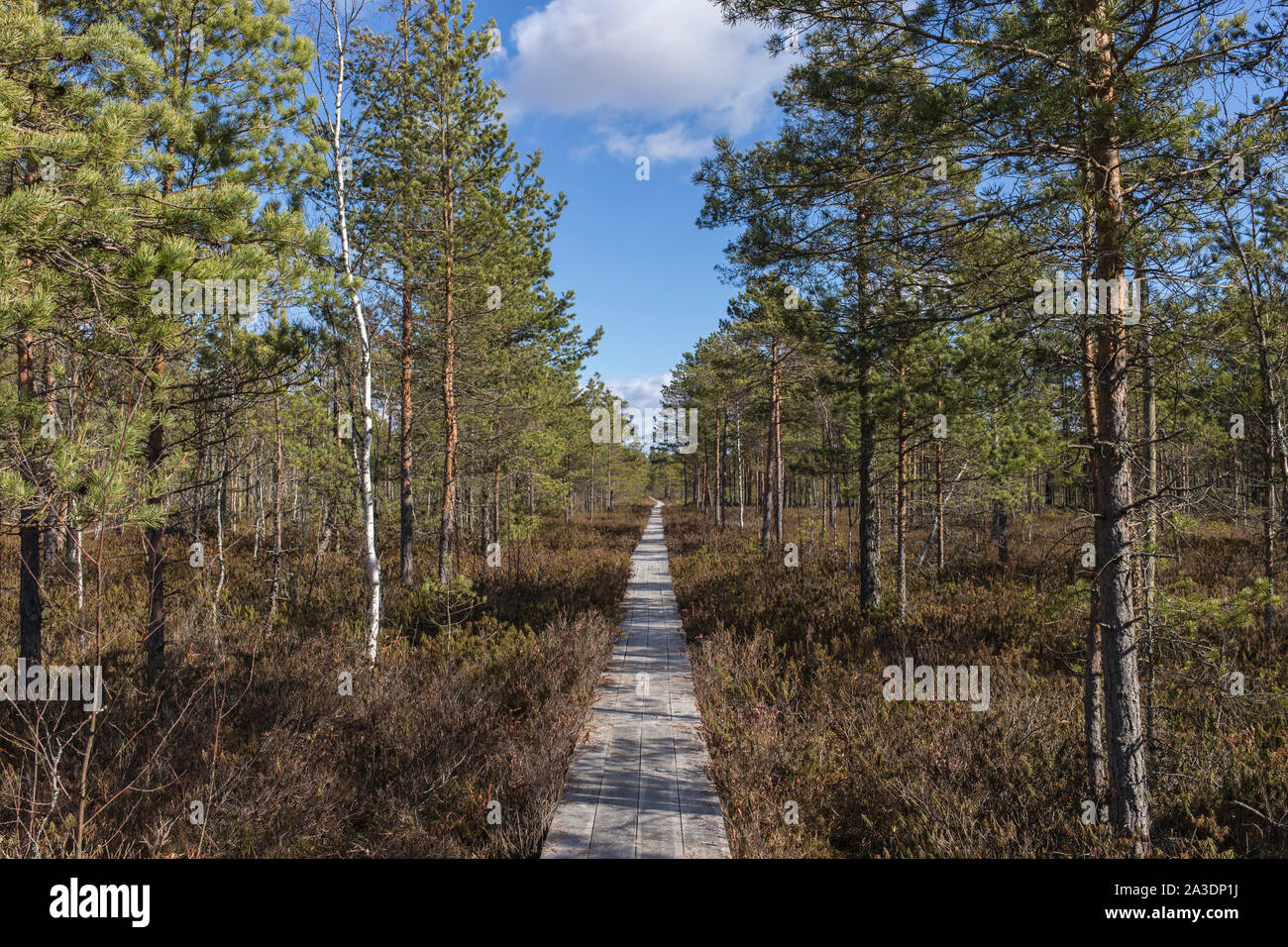 Planche de bois marais sentier, marchant à travers le jour à la fin de l'automne Banque D'Images