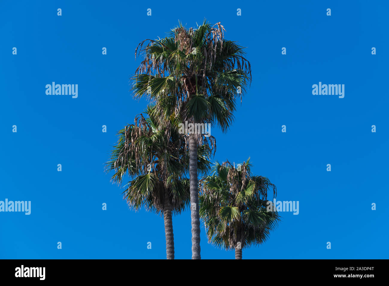 Un trio de palmiers isolés sur un fond de ciel bleu parfait en Californie du sud Banque D'Images