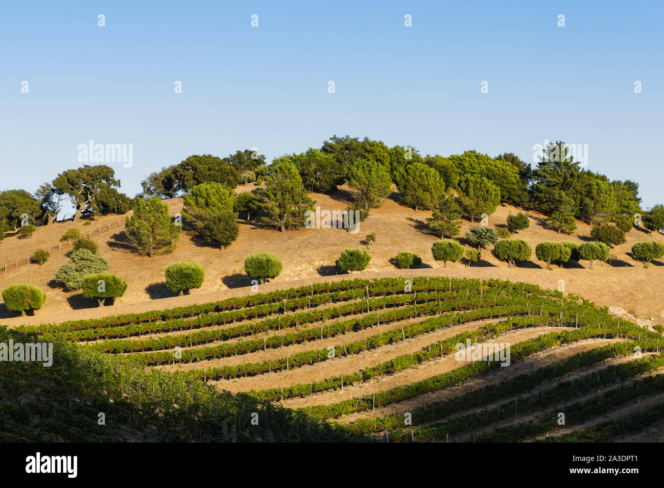 Rangées de vignes dans un vignoble près de Los Olivos in California's Santa Ynez Valley Banque D'Images