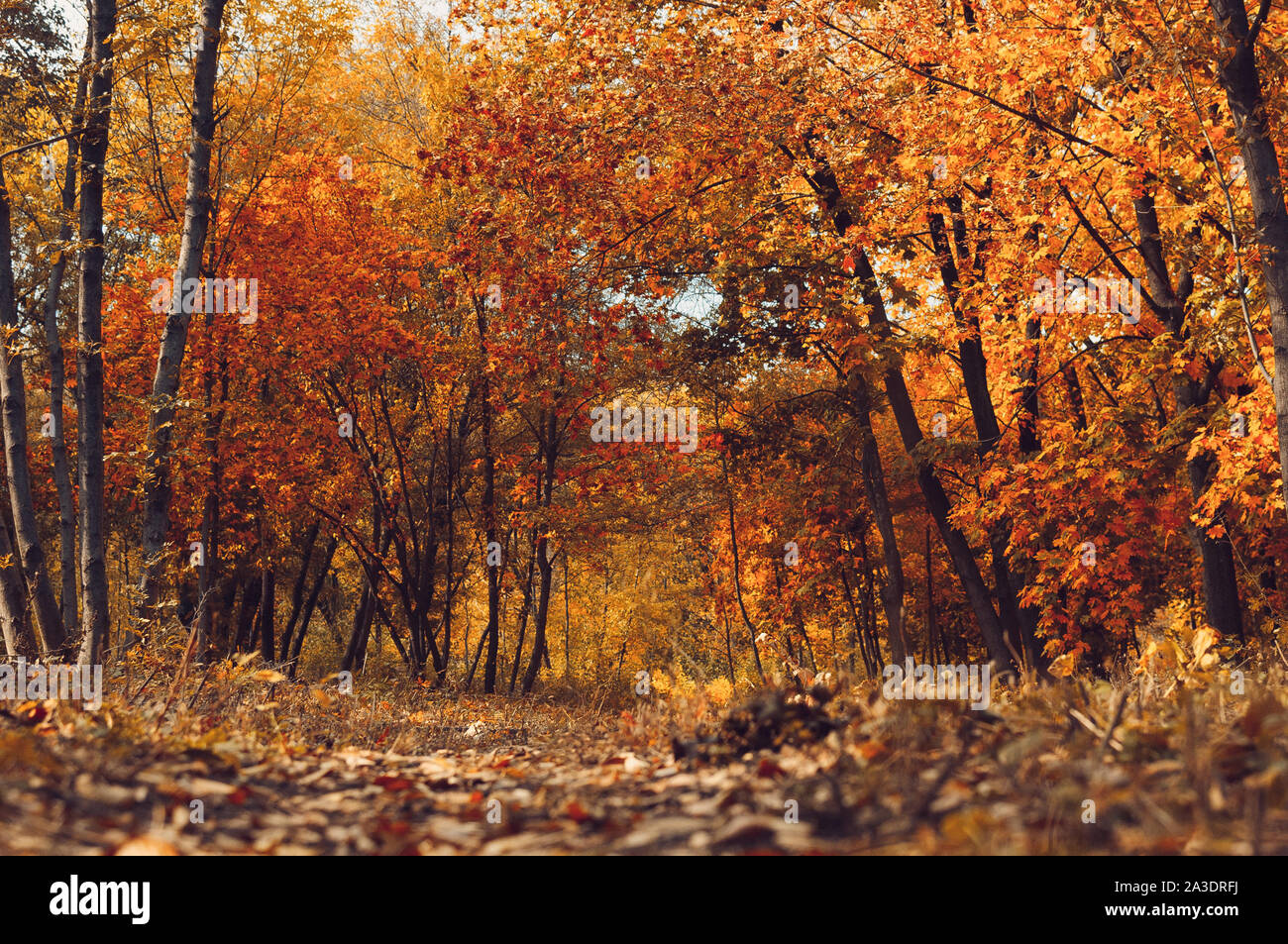 Paysage ensoleillé d'automne. Route de la forêt jaune. Parc d'automne d'arbres et de feuilles mortes sur le terrain dans le parc dans le cadre d'une journée d'octobre ensoleillée.template Banque D'Images