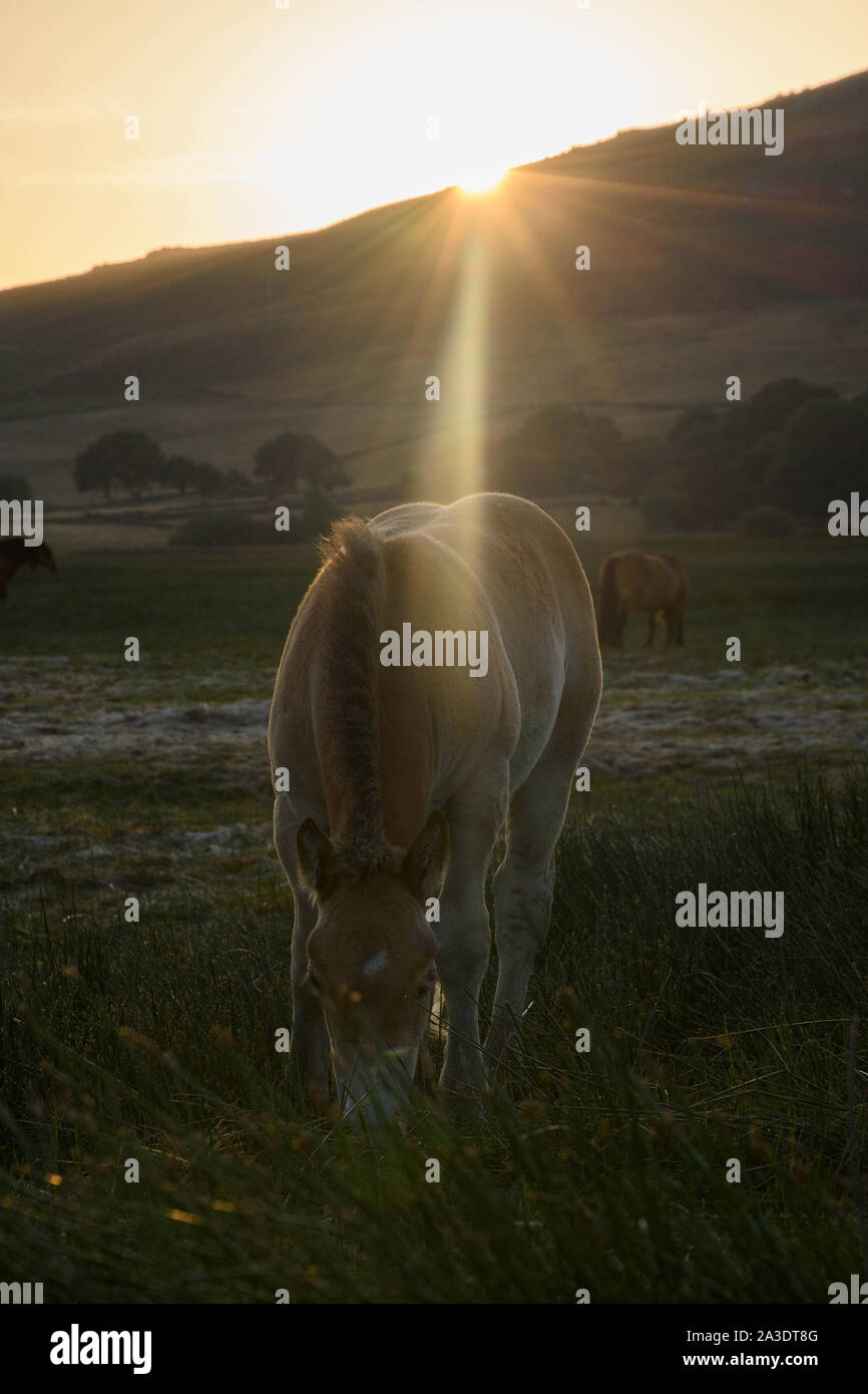 Chevaux avec de longs cheveux qui paissent dans les champs Banque D'Images